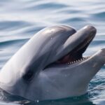 Soviet-Trained Dolphins Armed With Mines Target American Ships