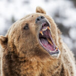 Grizzly Mayhem Exposes Park Failures A grizzly bear roaring with its mouth open, set against a snowy background
