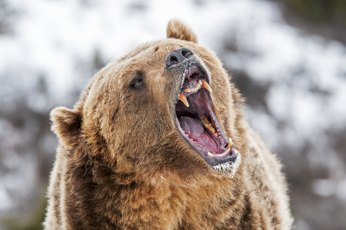 Grizzly,Roaring,A,Warning A grizzly bear roaring with its mouth open, set against a snowy background