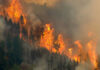 Forest engulfed in large, intense wildfire blaze.