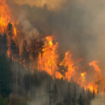 Wildfire Leaves Dozens Dead, Missing Forest engulfed in large, intense wildfire blaze.