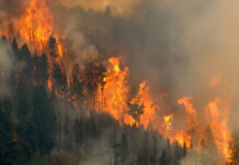Forest engulfed in large, intense wildfire blaze.