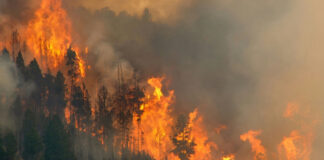 Forest engulfed in large, intense wildfire blaze.